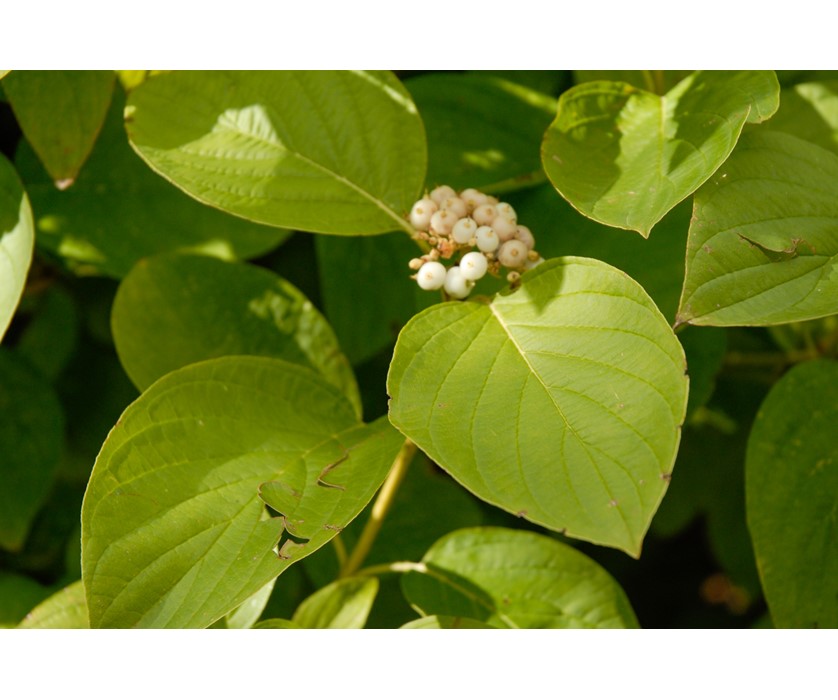 Yellow Twig Dogwood